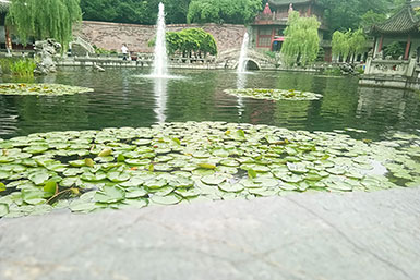 武汉黄鹤楼鹅池景观水体生态改造项目