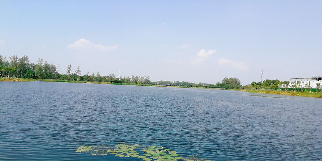 湖北武汉杜公湖湿地公园水生态（大塘湿地）项目