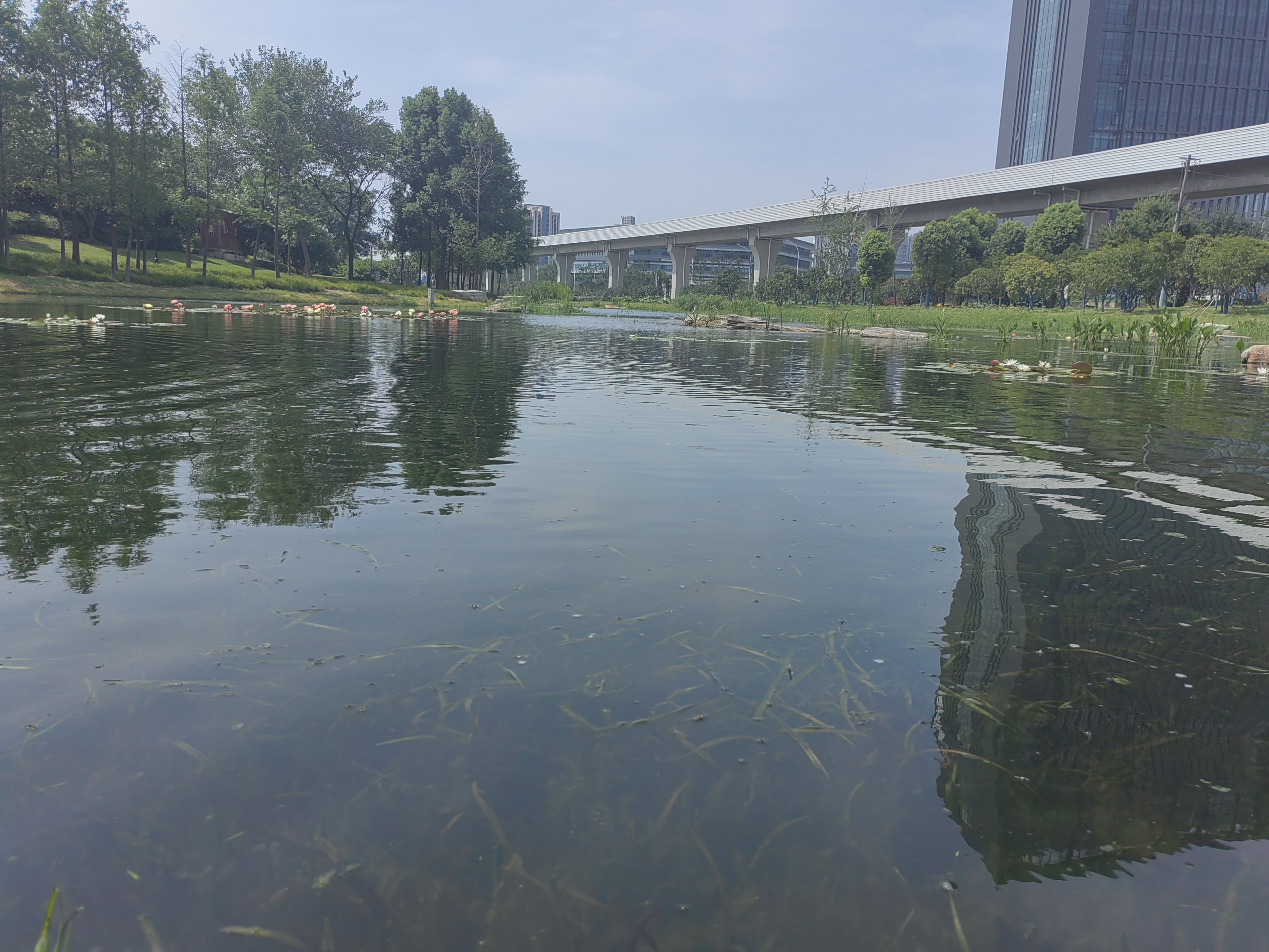 武汉东西湖小微湿地生态修复建设EPC项目